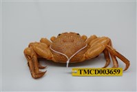 藏品(鱗形斜紋蟹)的圖片